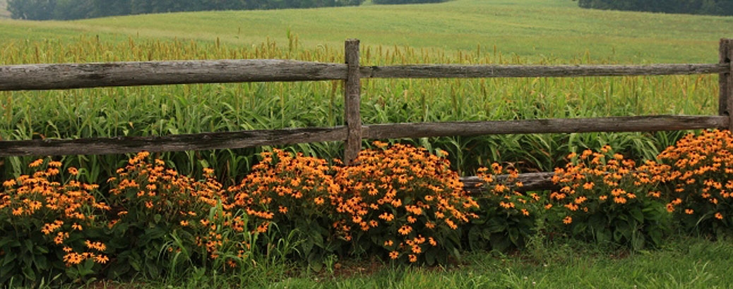 Flowers at Antietam Battlefield