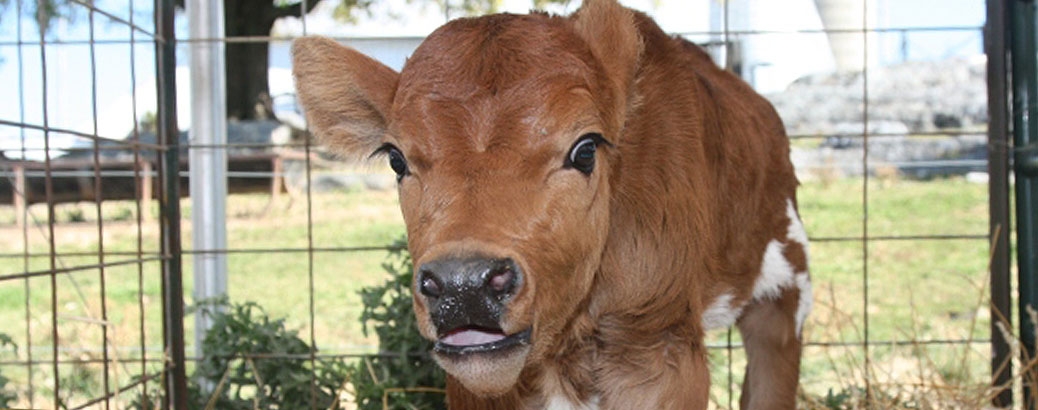 Calf