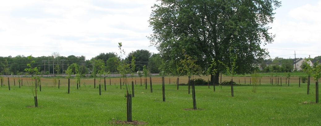 Spring Valley Tree Planting Project