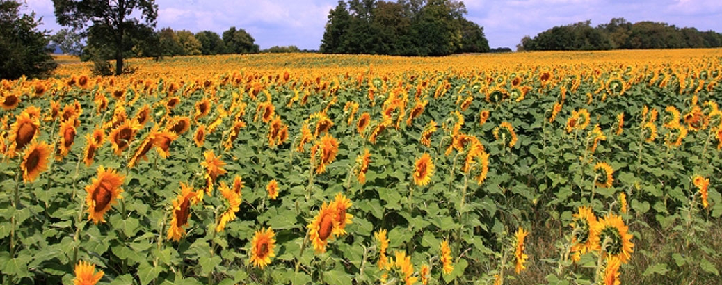 Sunflowers