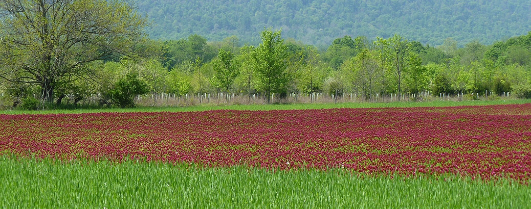 Crimson Clover